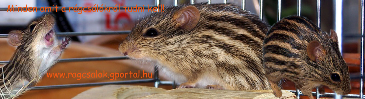 ragcsalok